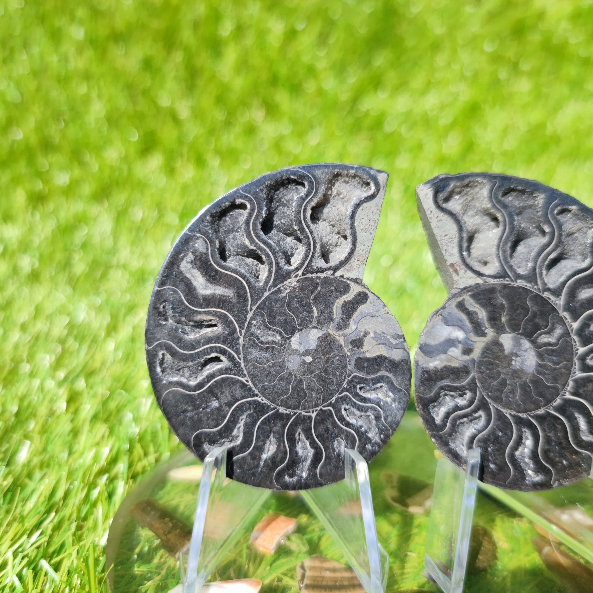 Ammonite fossil Madagascar - North Yorkshire Fossils
