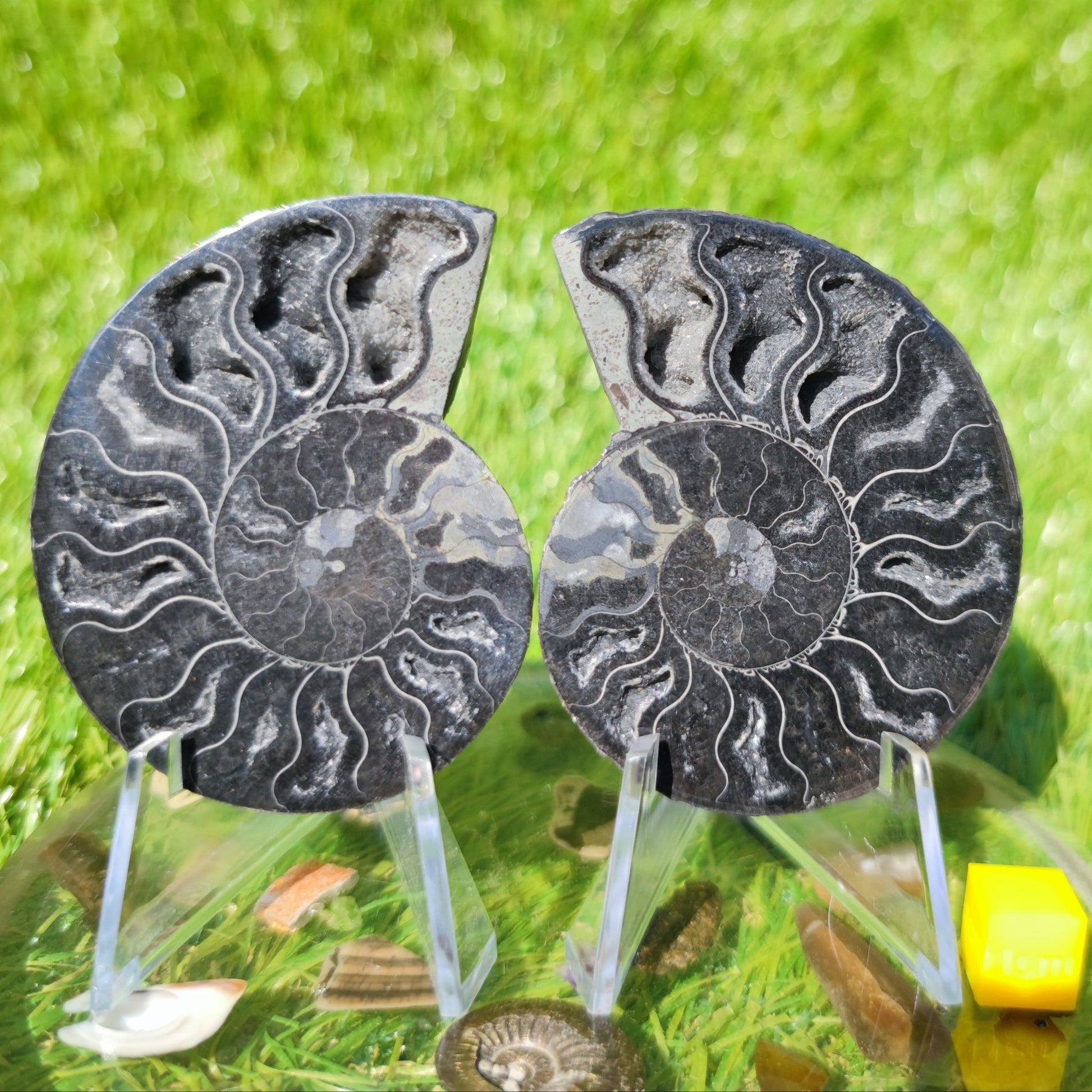 Ammonite fossil Madagascar - North Yorkshire Fossils