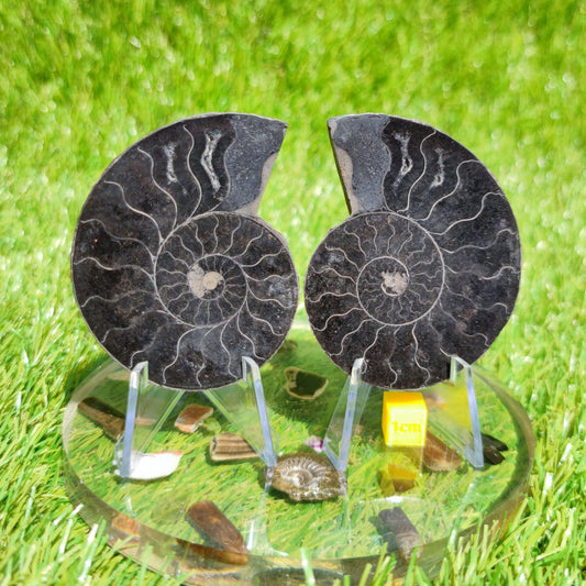 Ammonite fossil Madagascar polished - North Yorkshire Fossils