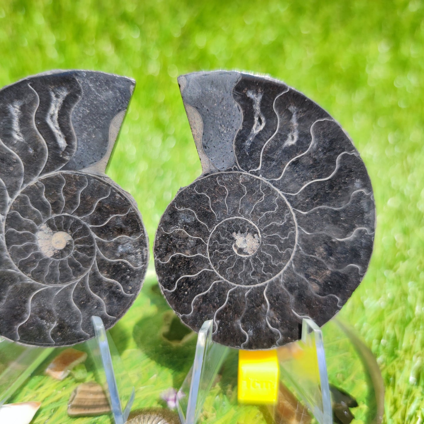 Ammonite fossil Madagascar polished - North Yorkshire Fossils