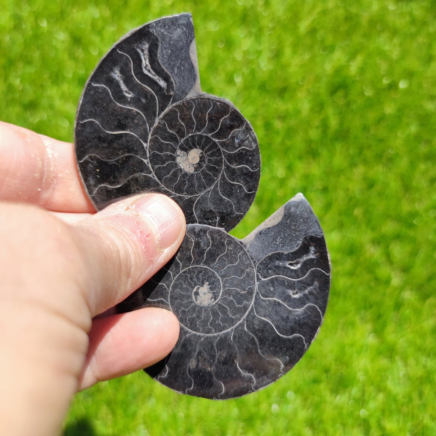 Ammonite fossil Madagascar polished - North Yorkshire Fossils