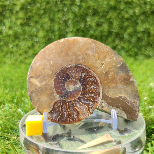 Ammonite fossil Madagascar polished single half - North Yorkshire Fossils