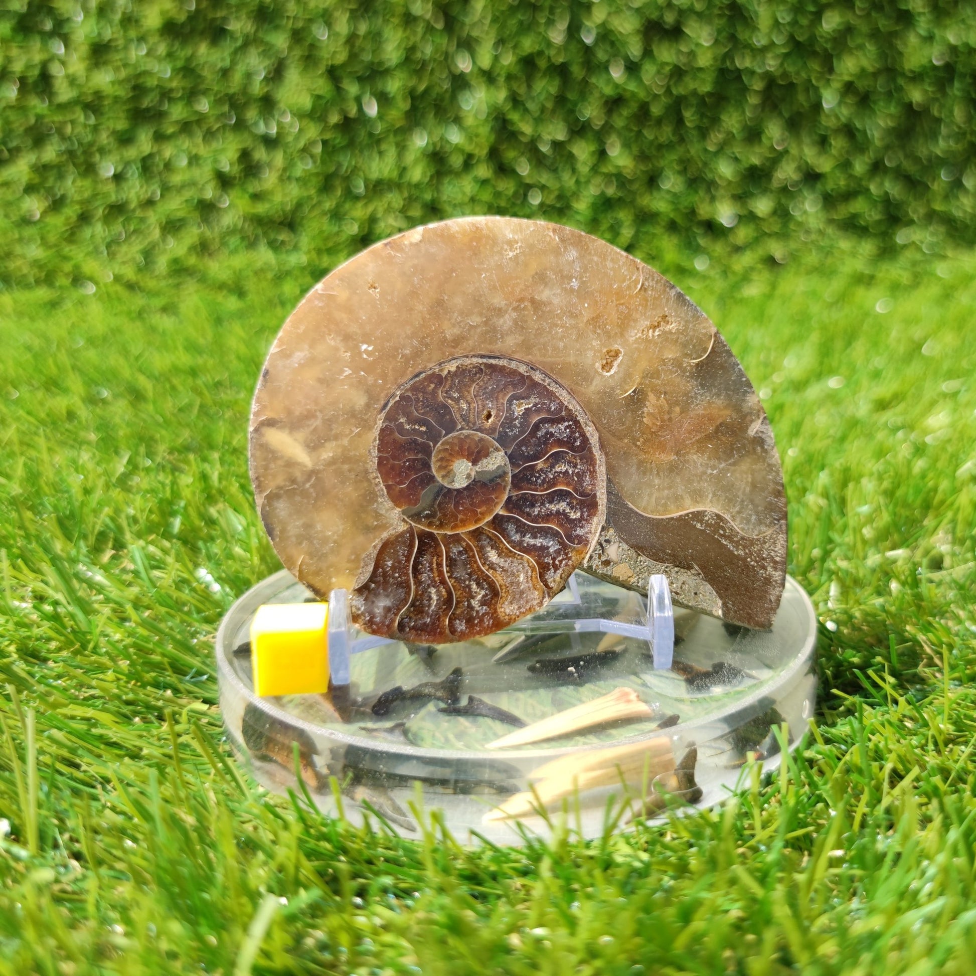 Ammonite fossil Madagascar polished single half - North Yorkshire Fossils