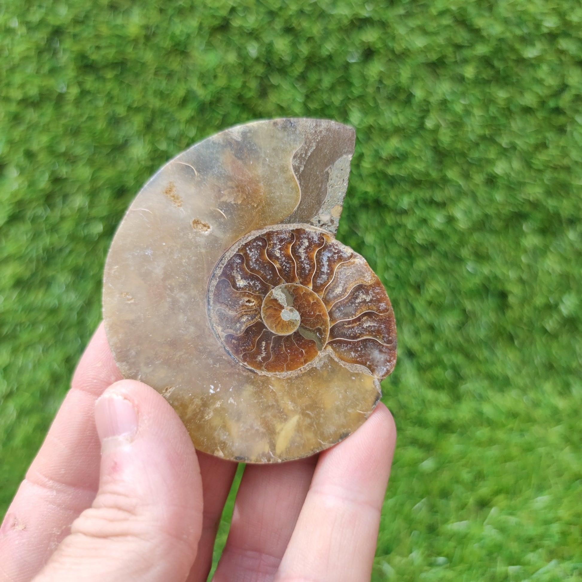 Ammonite fossil Madagascar polished single half - North Yorkshire Fossils