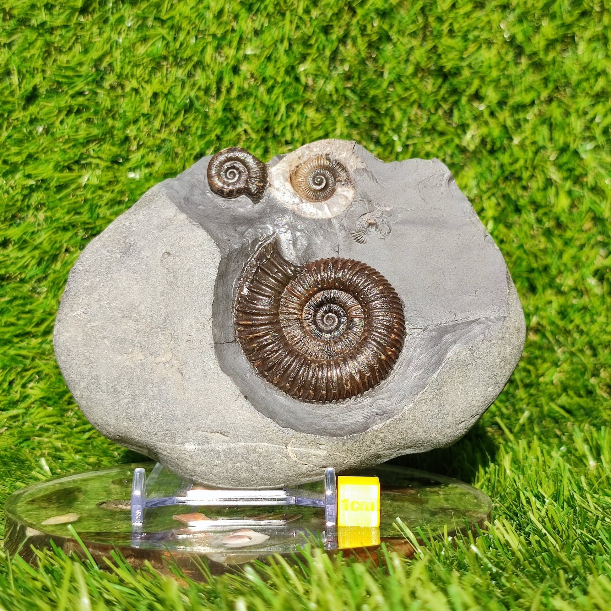 Ammonite fossil multi block Whitby Your fossil - North Yorkshire Fossils