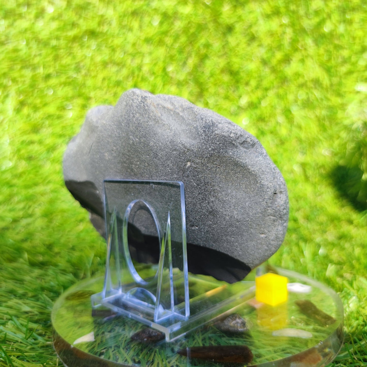Ammonite fossil multi block Whitby Your fossil - North Yorkshire Fossils