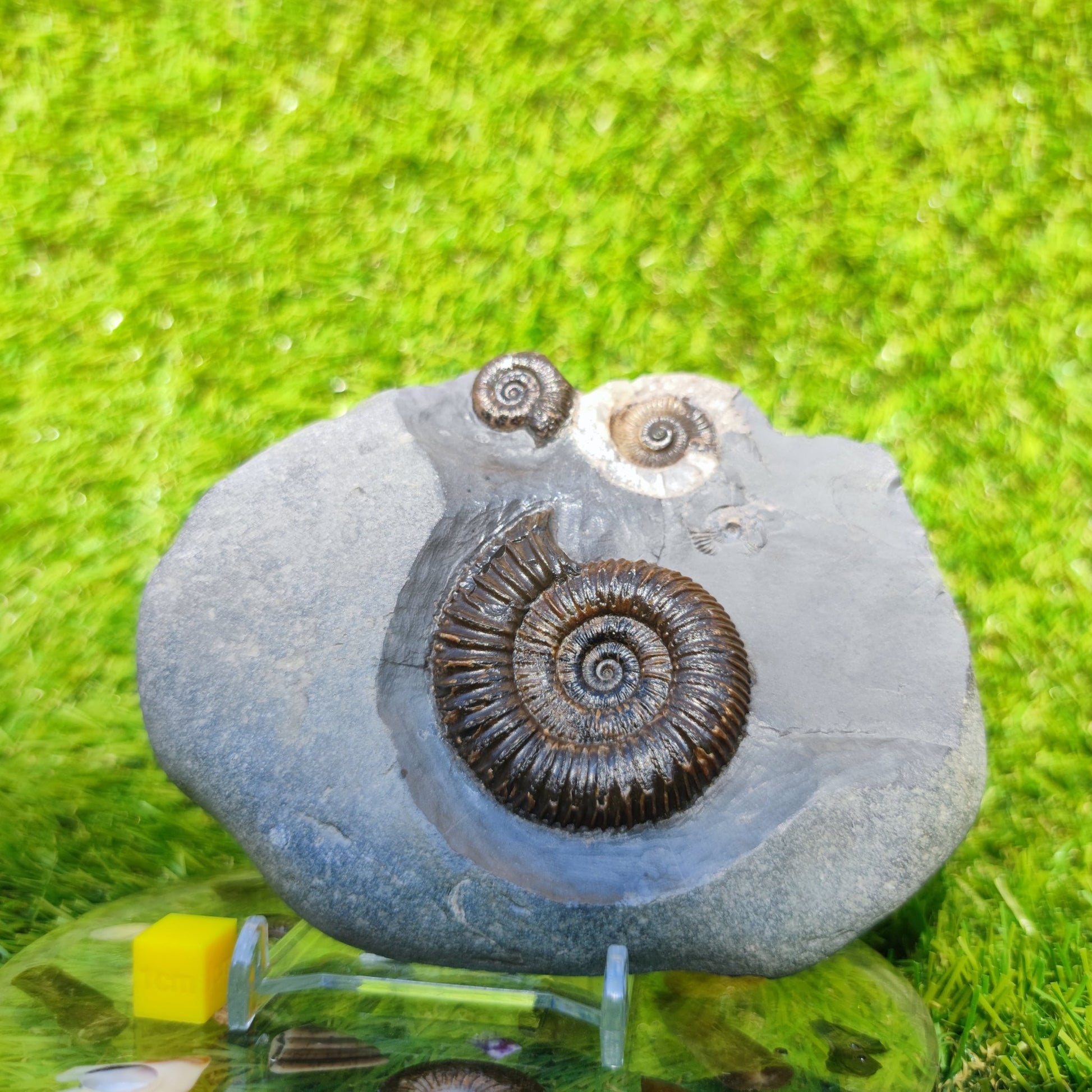 Ammonite fossil multi block Whitby Your fossil - North Yorkshire Fossils