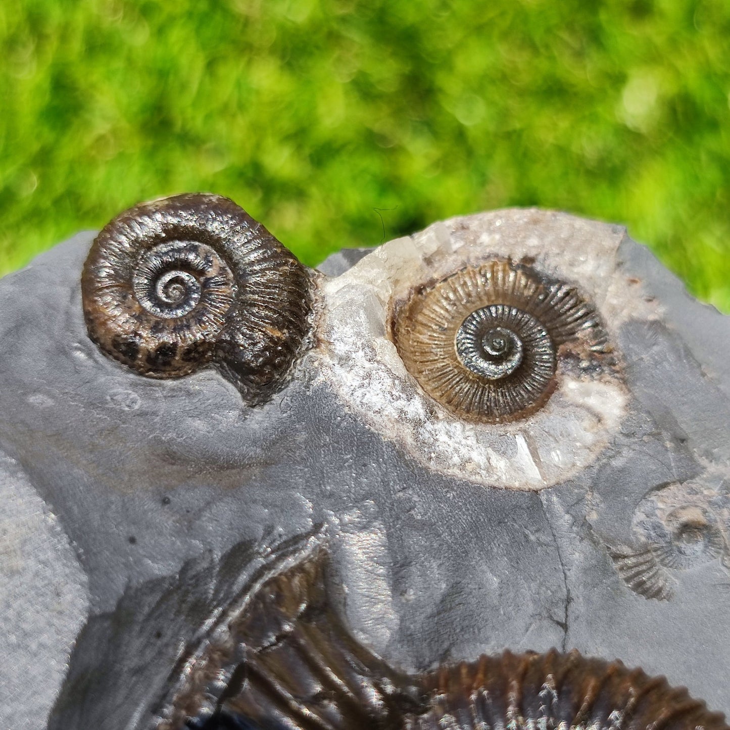 Ammonite fossil multi block Whitby Your fossil - North Yorkshire Fossils