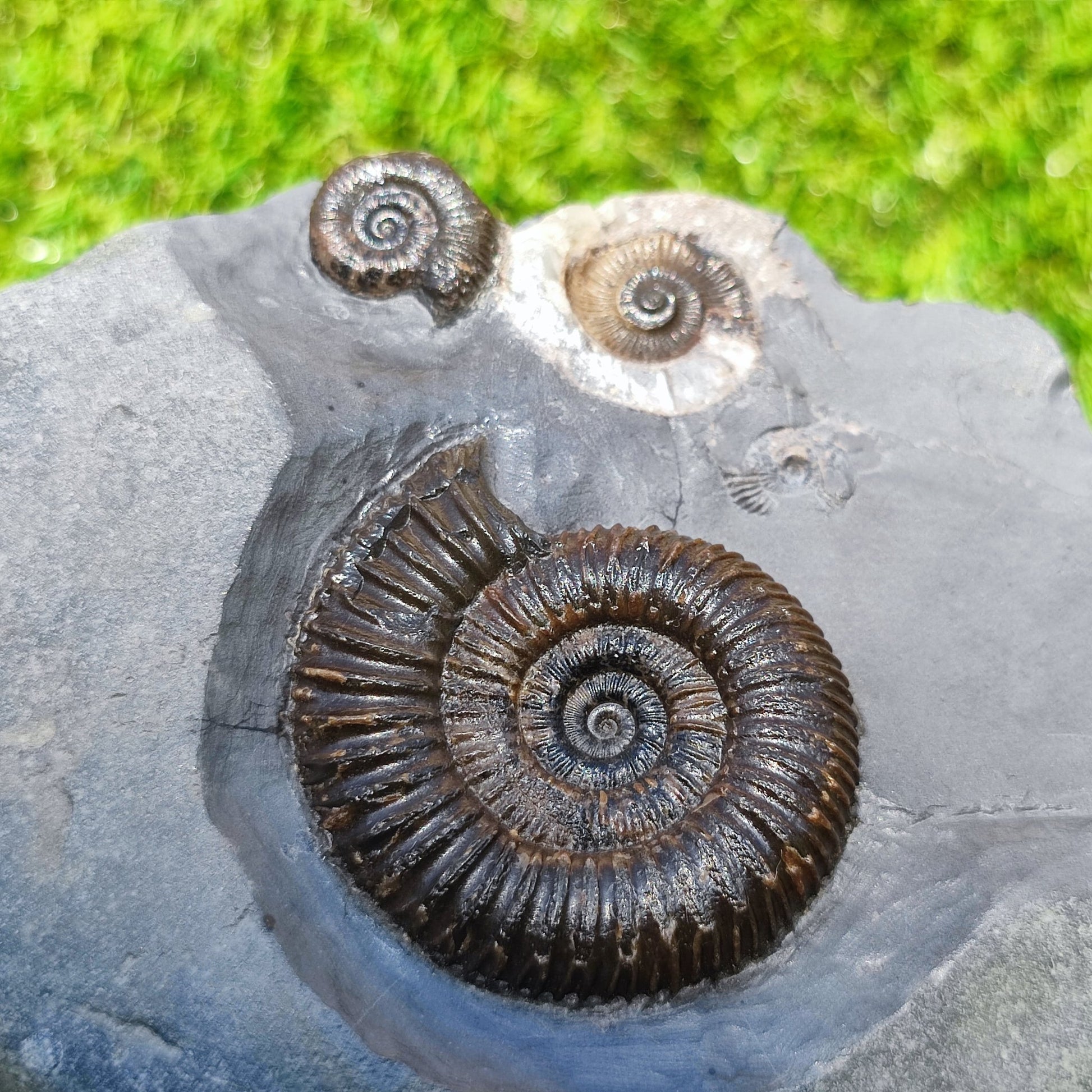 Ammonite fossil multi block Whitby Your fossil - North Yorkshire Fossils
