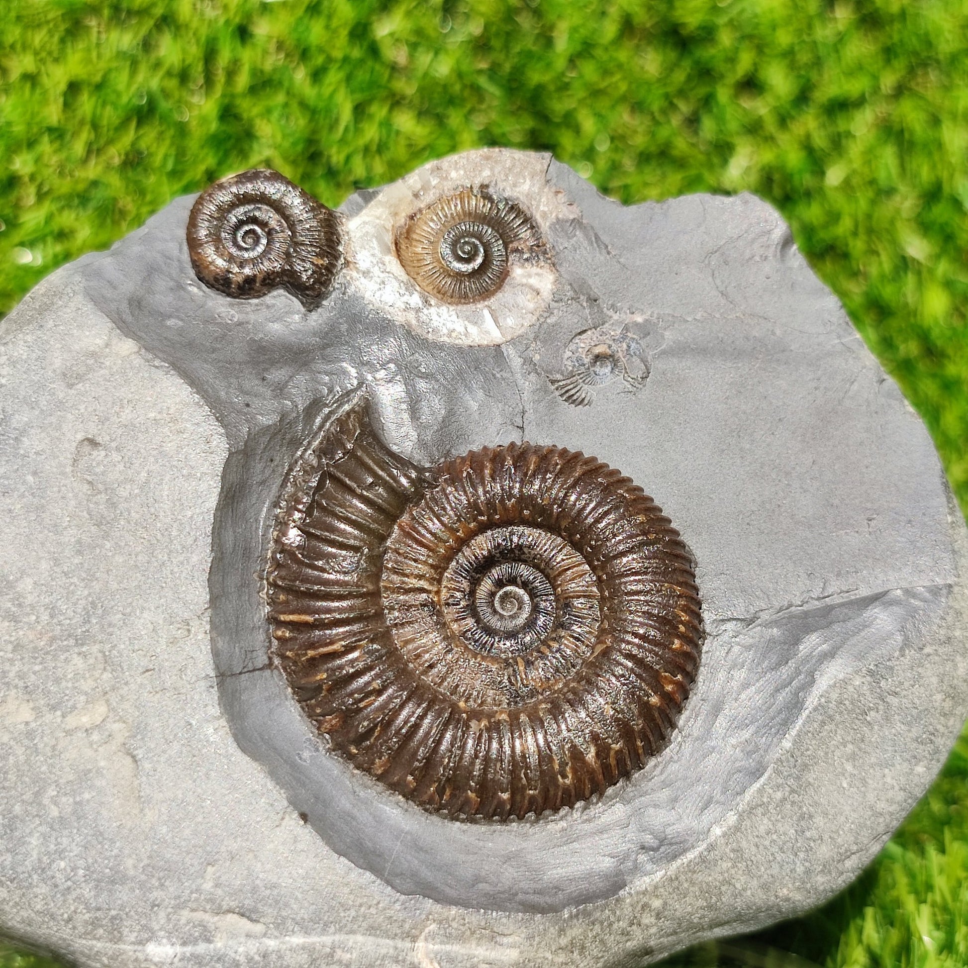 Ammonite fossil multi block Whitby Your fossil - North Yorkshire Fossils