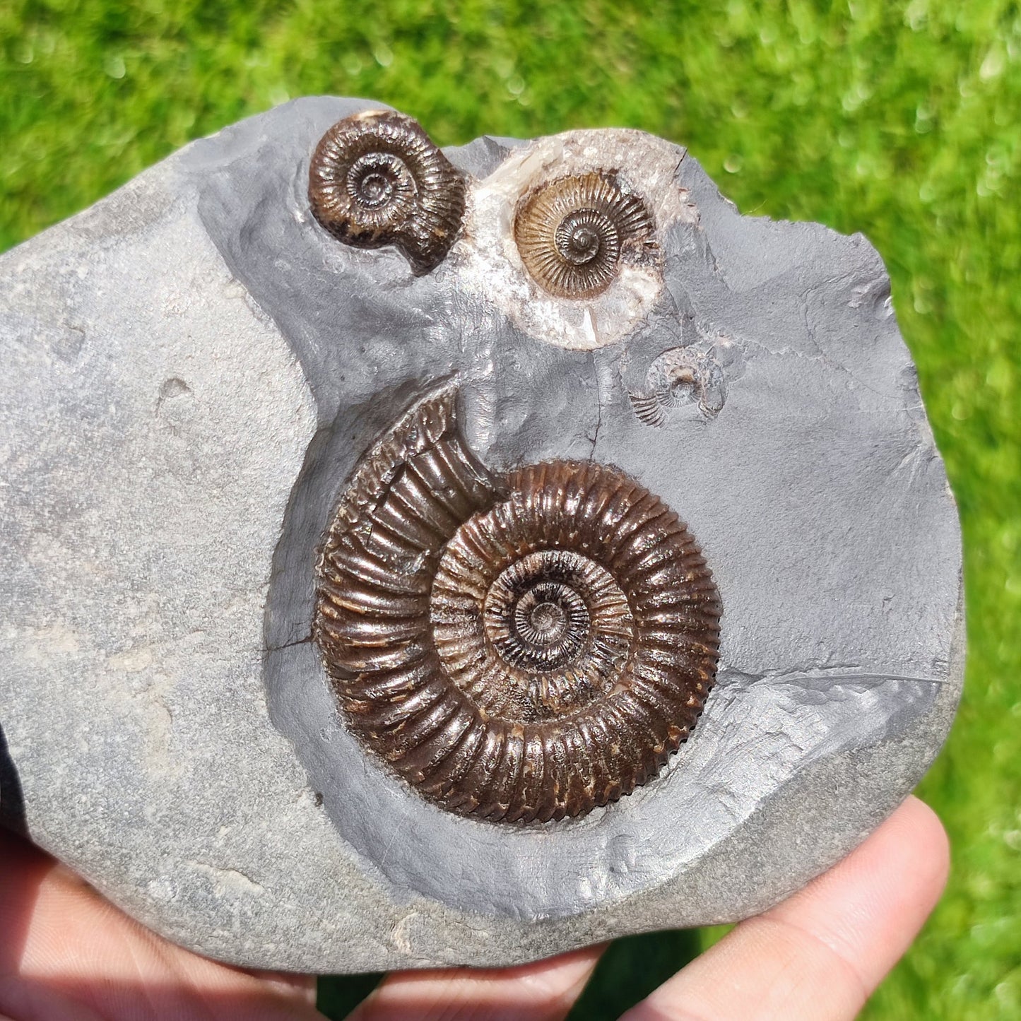Ammonite fossil multi block Whitby Your fossil - North Yorkshire Fossils