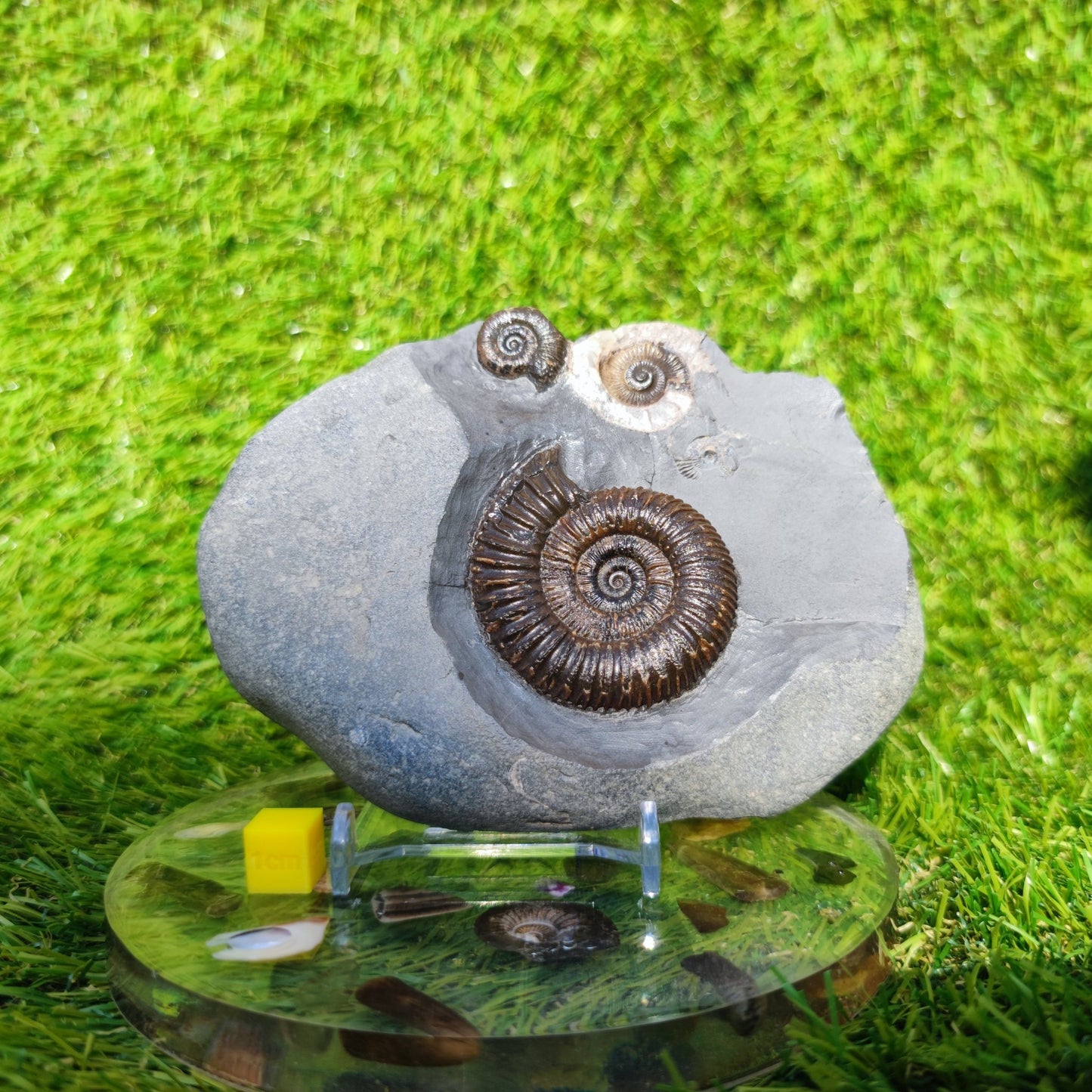 Ammonite fossil multi block Whitby Your fossil - North Yorkshire Fossils