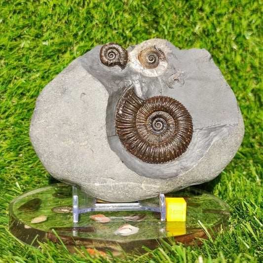 Ammonite fossil multi block Whitby Your fossil - North Yorkshire Fossils