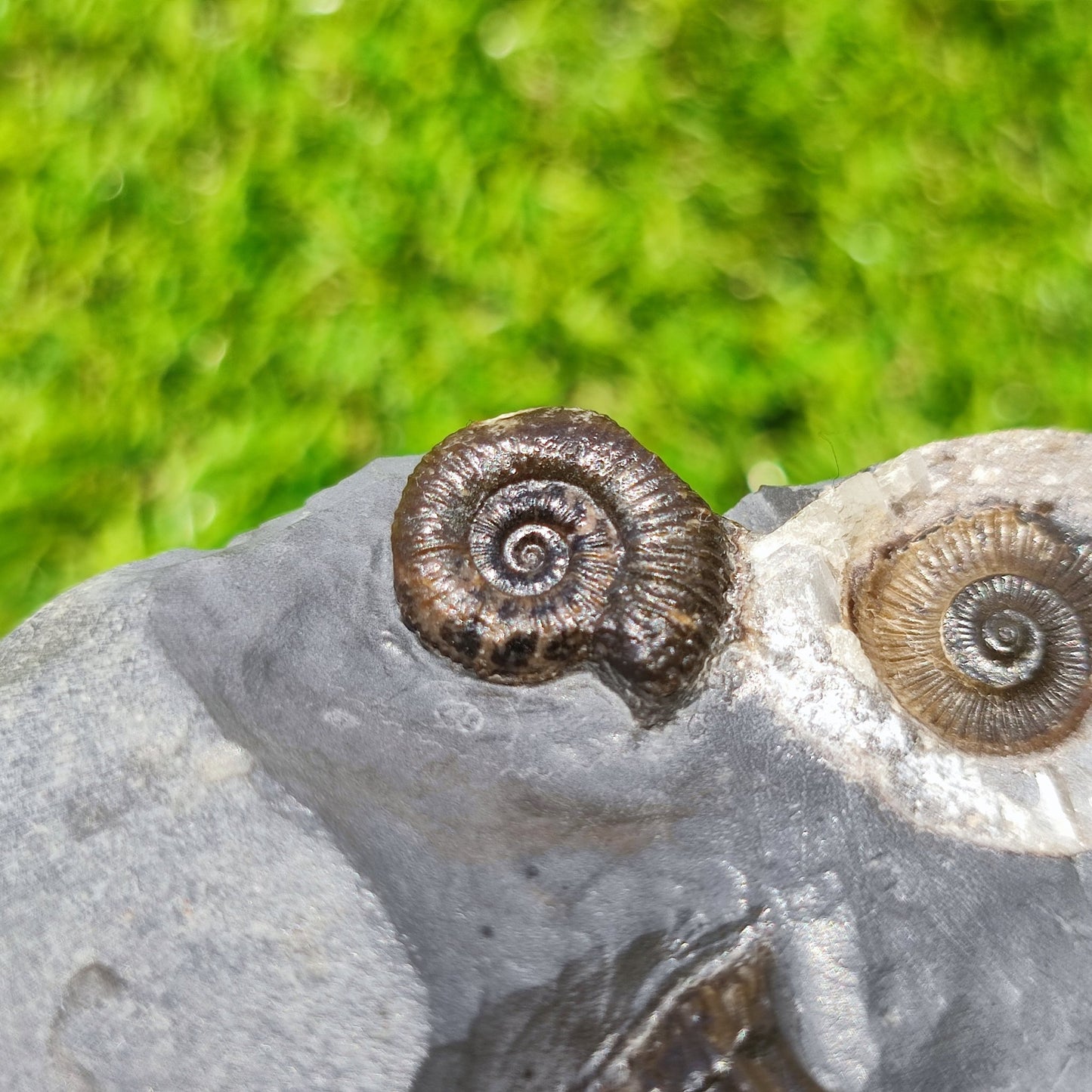 Ammonite fossil multi block Whitby Your fossil - North Yorkshire Fossils