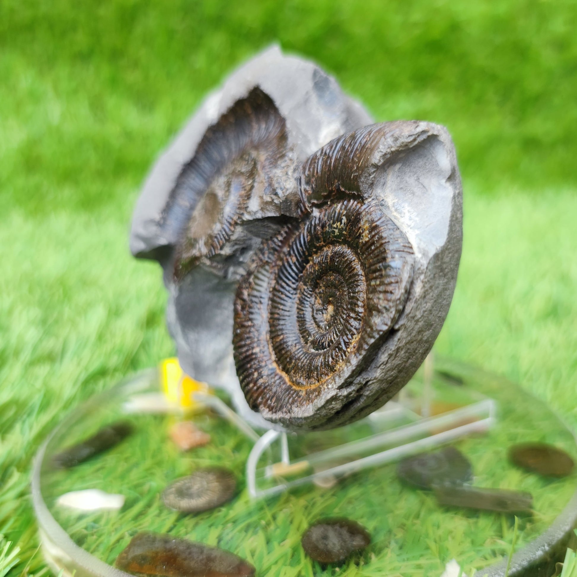 Ammonite fossil & negative Whiby North Yorkshire UK - North Yorkshire Fossils