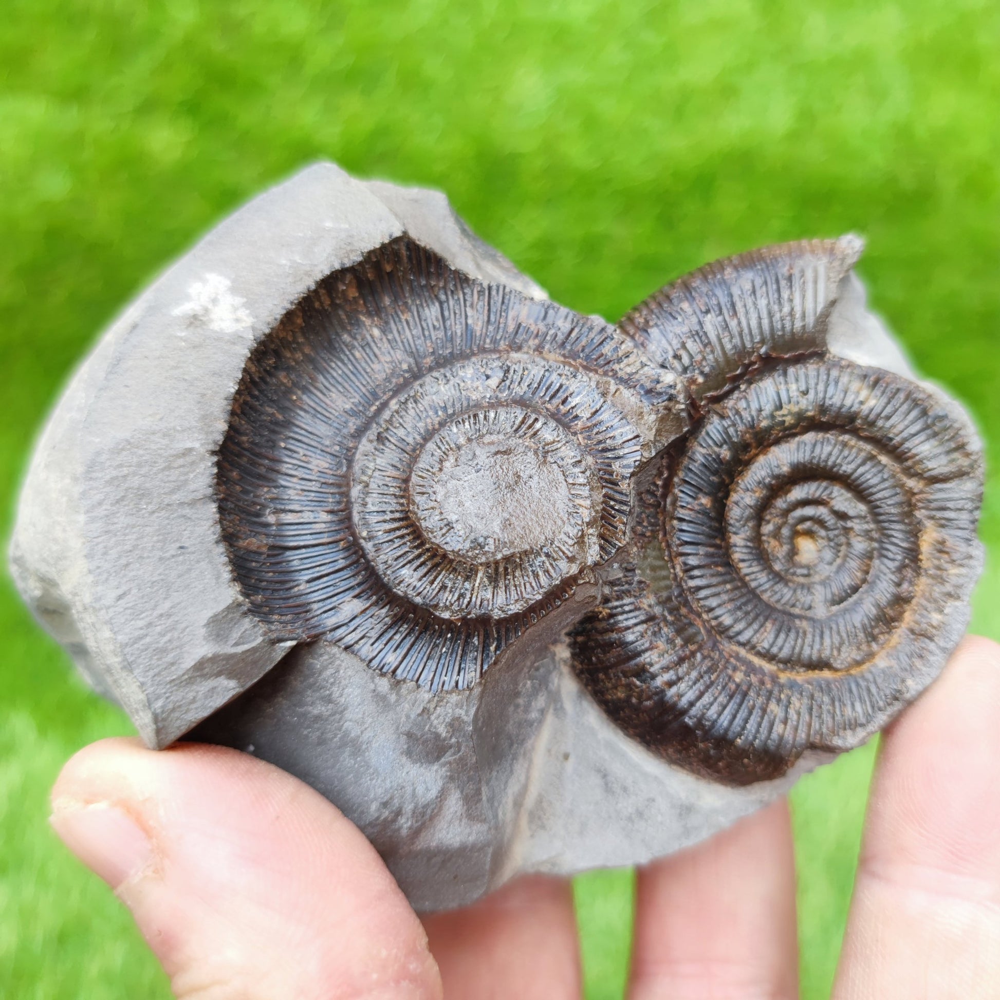 Ammonite fossil & negative Whiby North Yorkshire UK - North Yorkshire Fossils