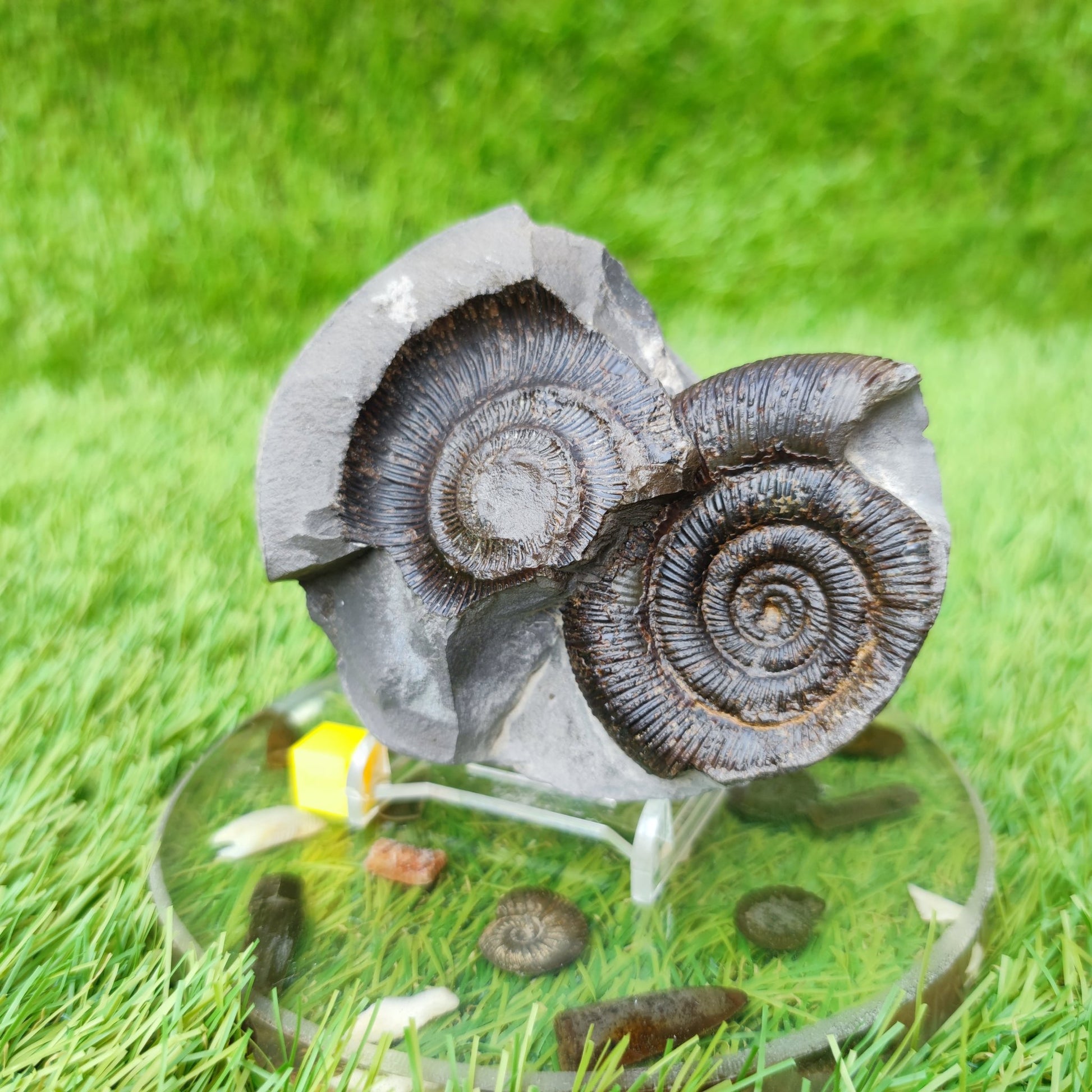 Ammonite fossil & negative Whiby North Yorkshire UK - North Yorkshire Fossils