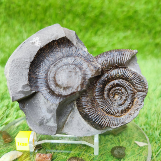 Ammonite fossil & negative Whiby North Yorkshire UK - North Yorkshire Fossils