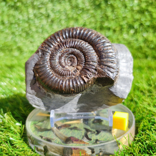 Ammonite fossil North Yorkshire Dactylioceras - North Yorkshire Fossils