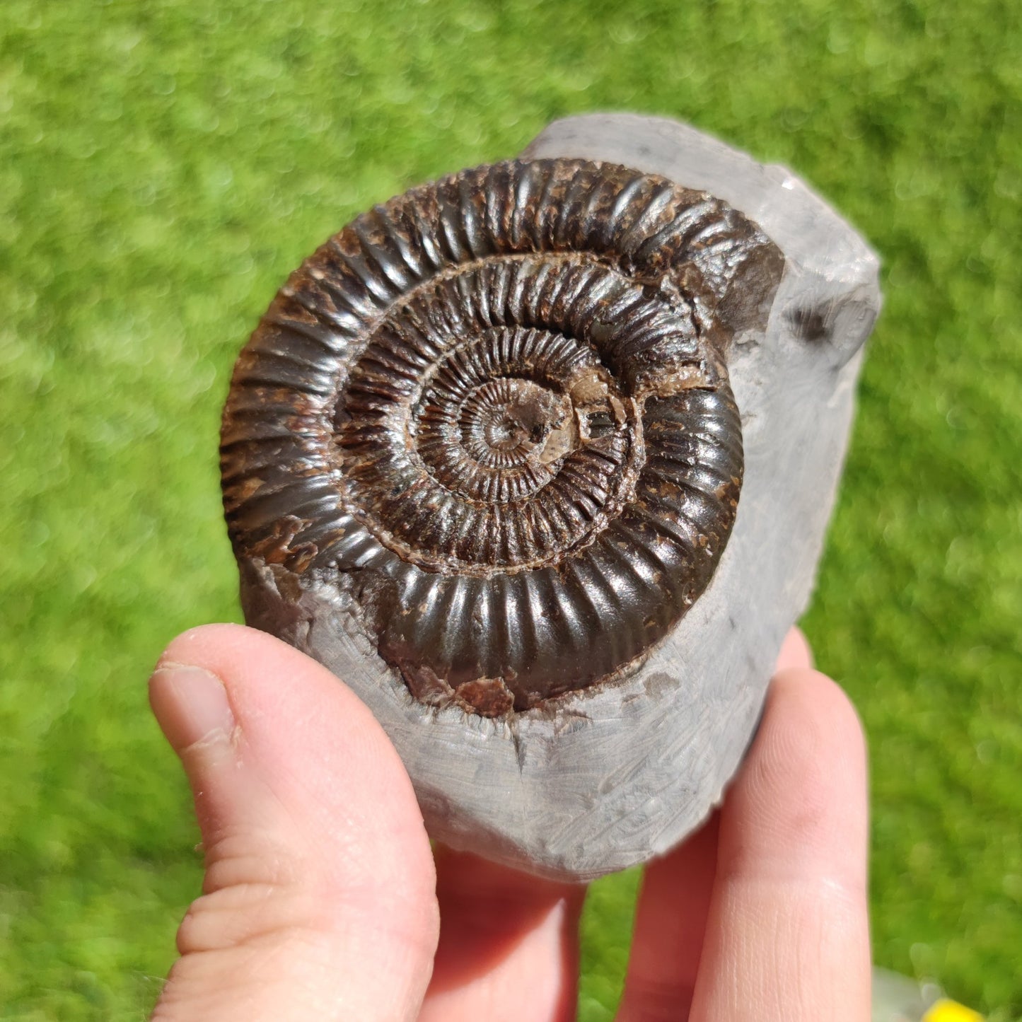Ammonite fossil North Yorkshire Dactylioceras - North Yorkshire Fossils