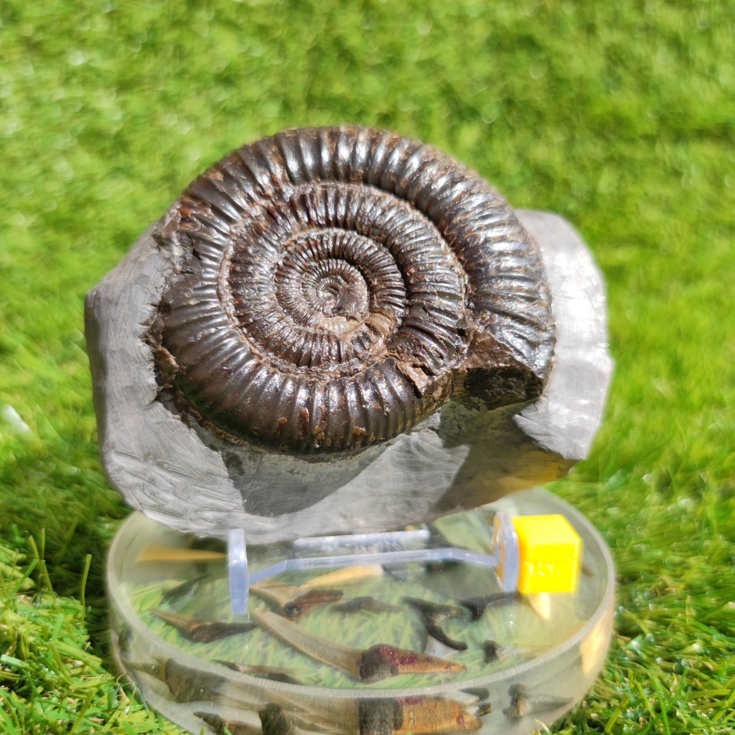 Ammonite fossil North Yorkshire Dactylioceras - North Yorkshire Fossils