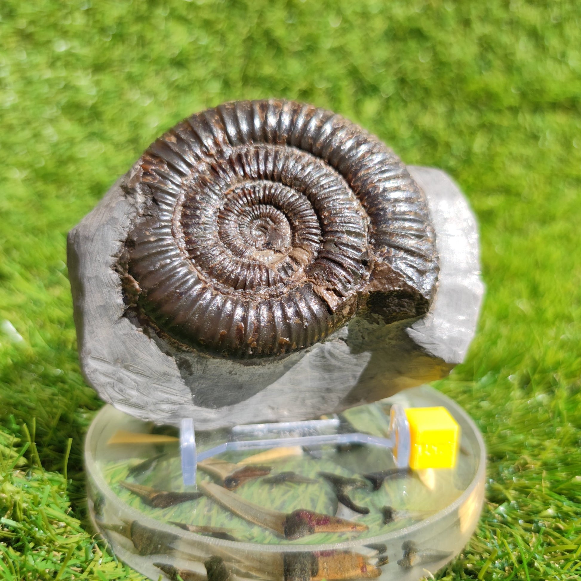Ammonite fossil North Yorkshire Dactylioceras - North Yorkshire Fossils