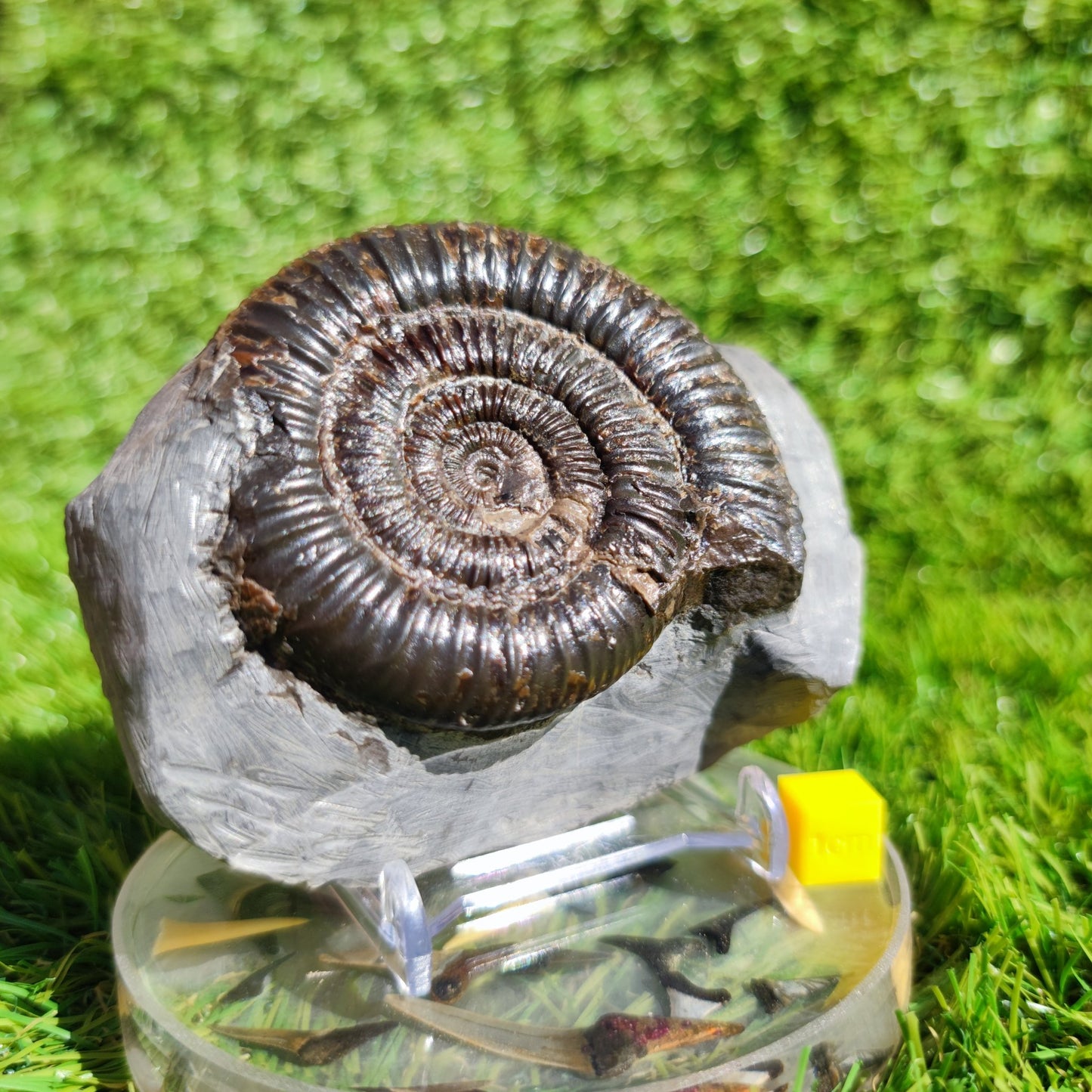 Ammonite fossil North Yorkshire Dactylioceras - North Yorkshire Fossils