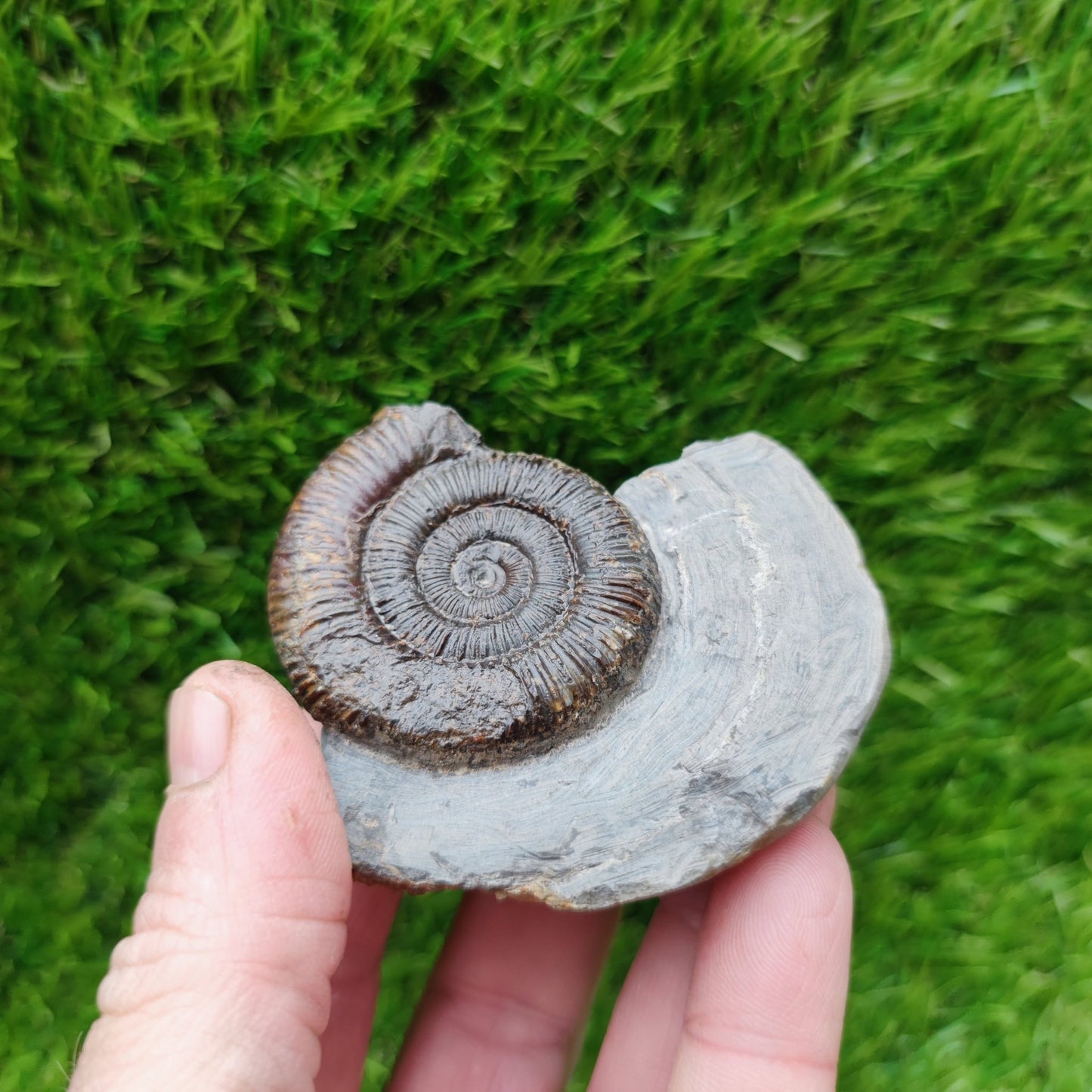 Ammonite fossil North Yorkshire Fossils - North Yorkshire Fossils