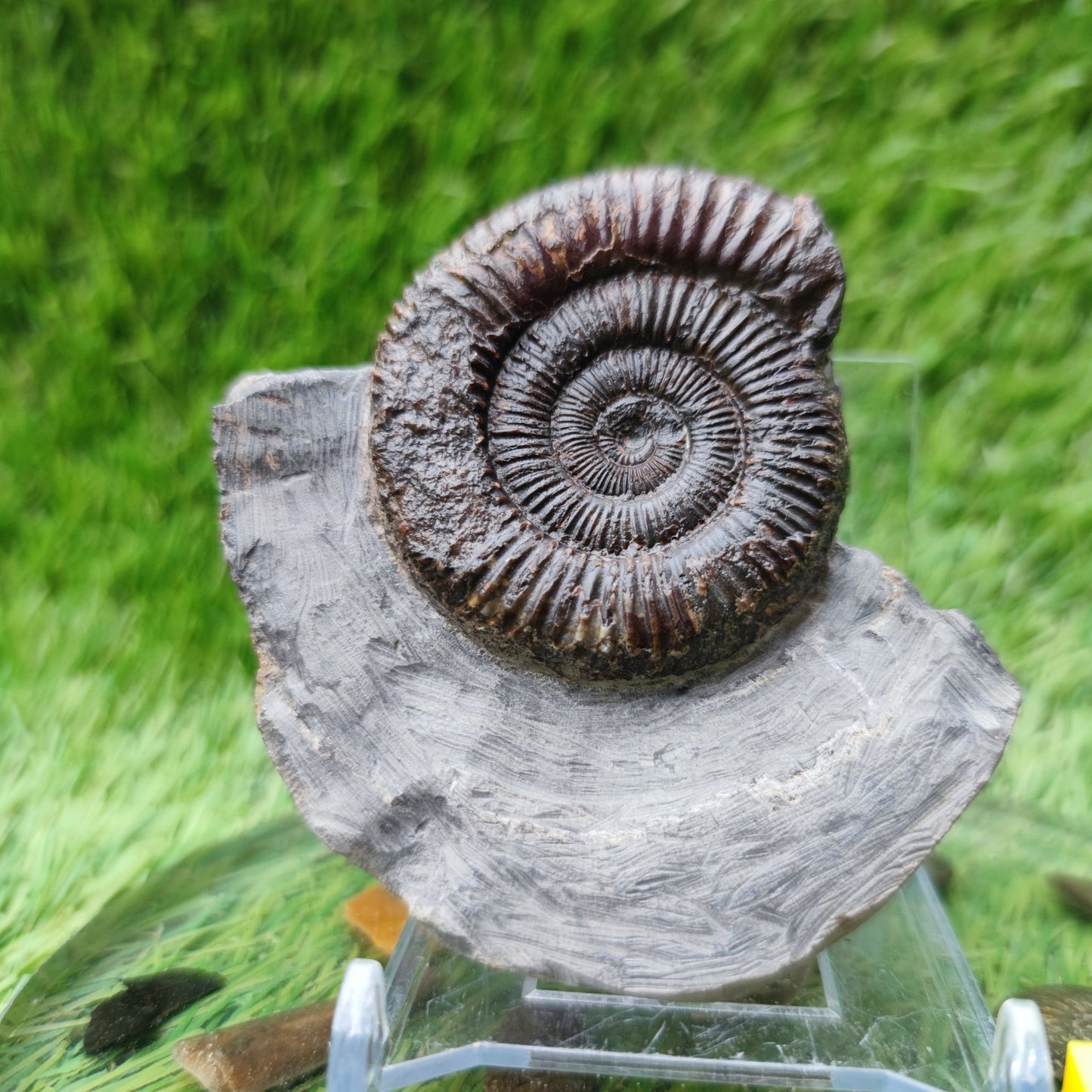 Ammonite fossil North Yorkshire Fossils - North Yorkshire Fossils