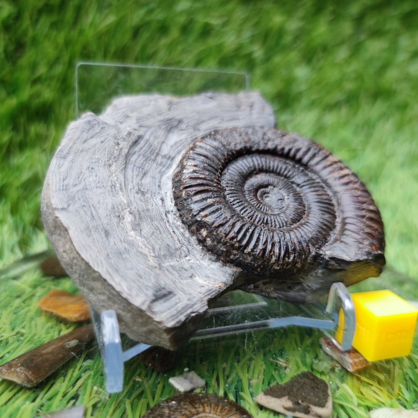 Ammonite fossil North Yorkshire Fossils - North Yorkshire Fossils