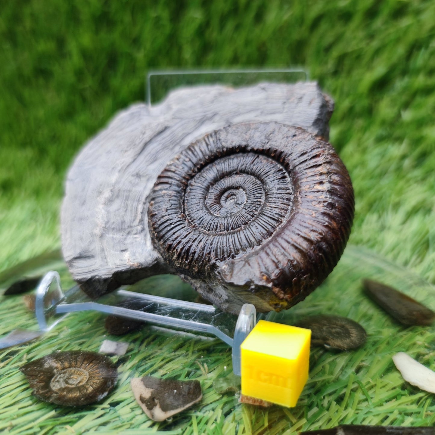 Ammonite fossil North Yorkshire Fossils - North Yorkshire Fossils