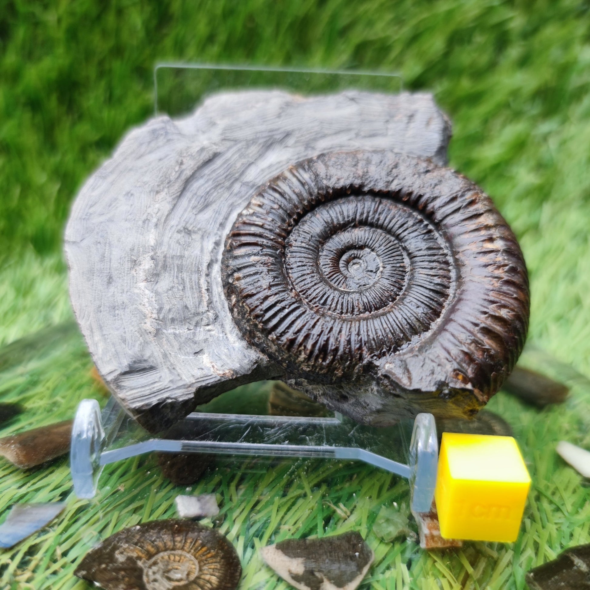 Ammonite fossil North Yorkshire Fossils - North Yorkshire Fossils
