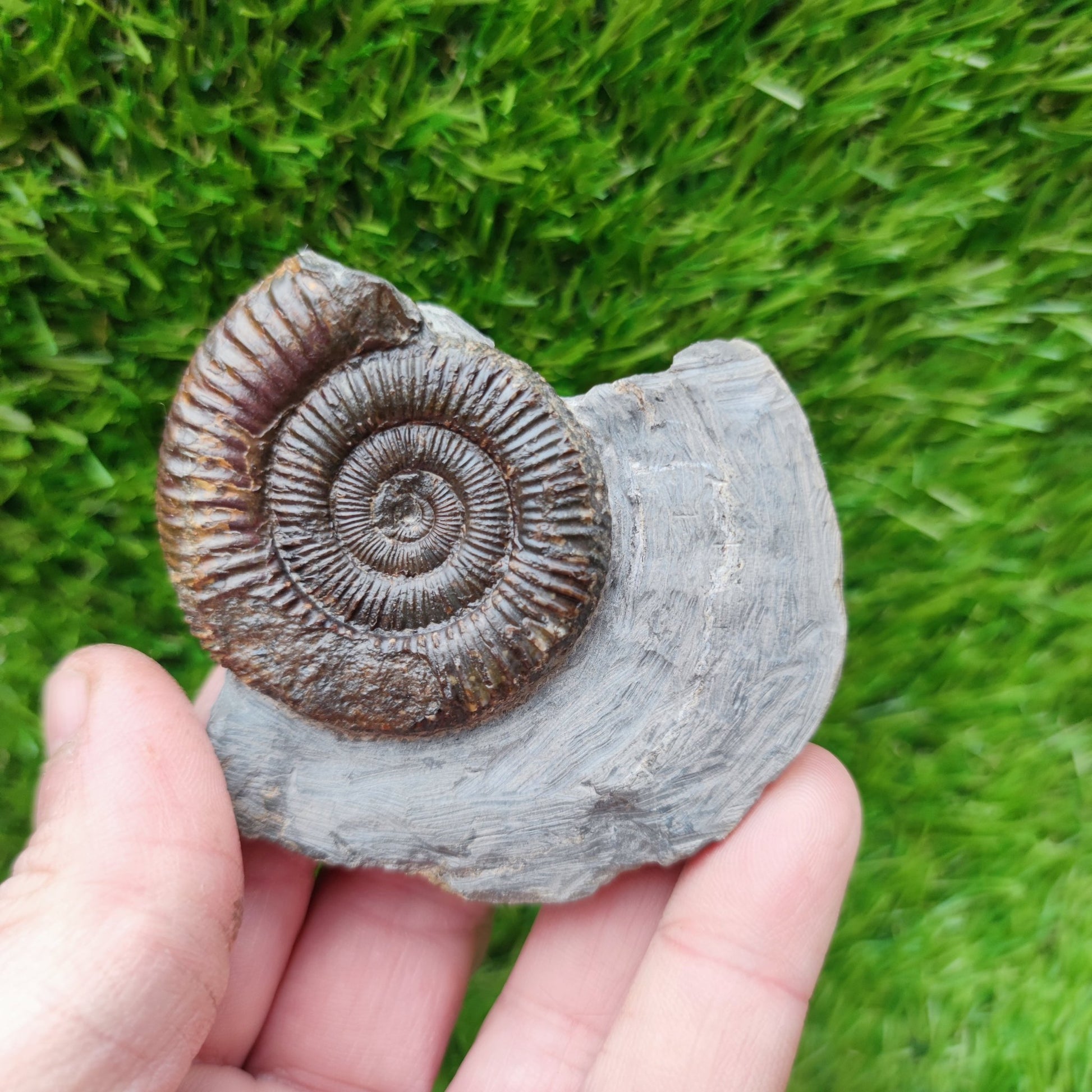 Ammonite fossil North Yorkshire Fossils - North Yorkshire Fossils