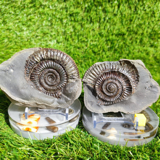 Ammonite fossil North Yorkshire Fossils split pair large - North Yorkshire Fossils