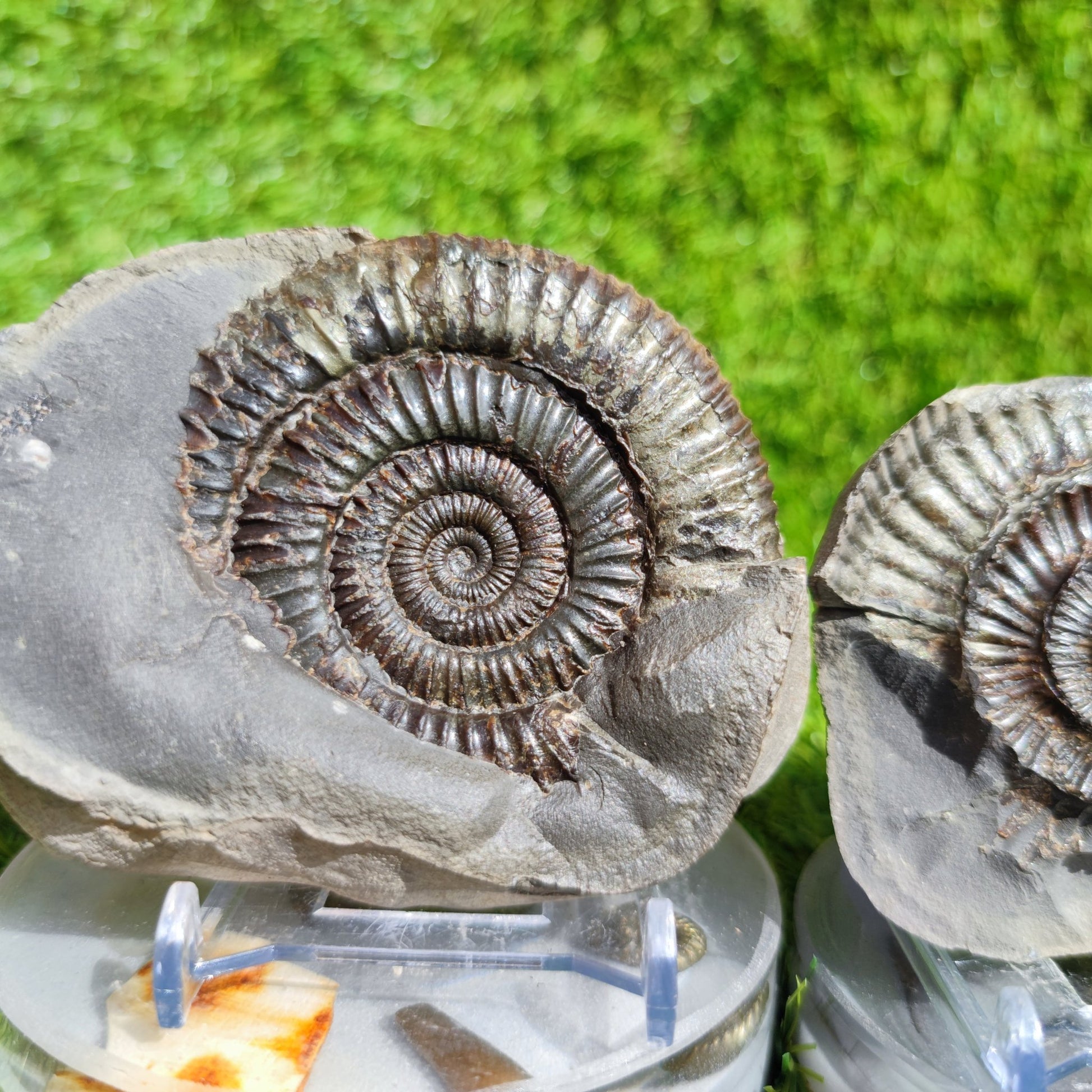 Ammonite fossil North Yorkshire Fossils split pair large - North Yorkshire Fossils