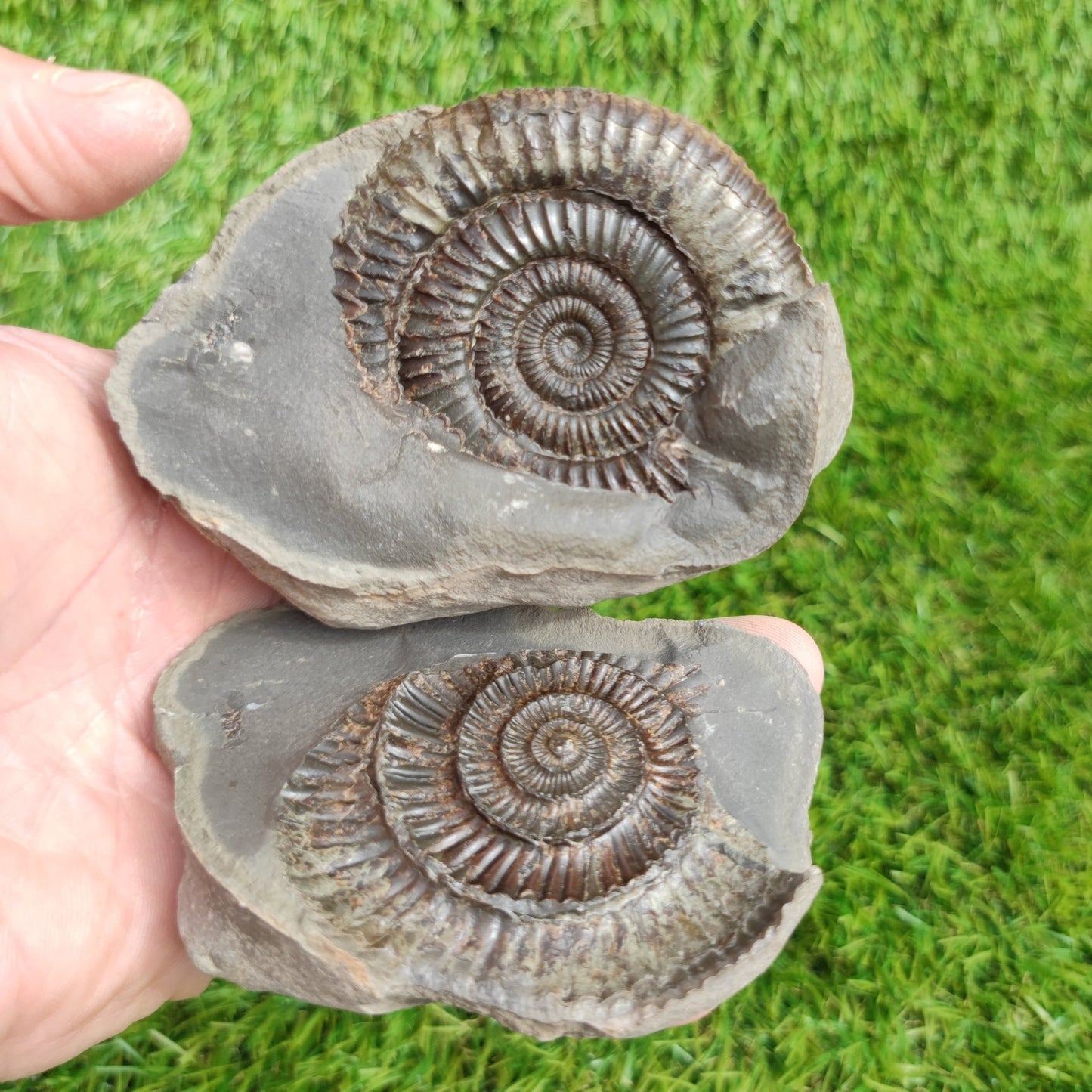 Ammonite fossil North Yorkshire Fossils split pair large - North Yorkshire Fossils