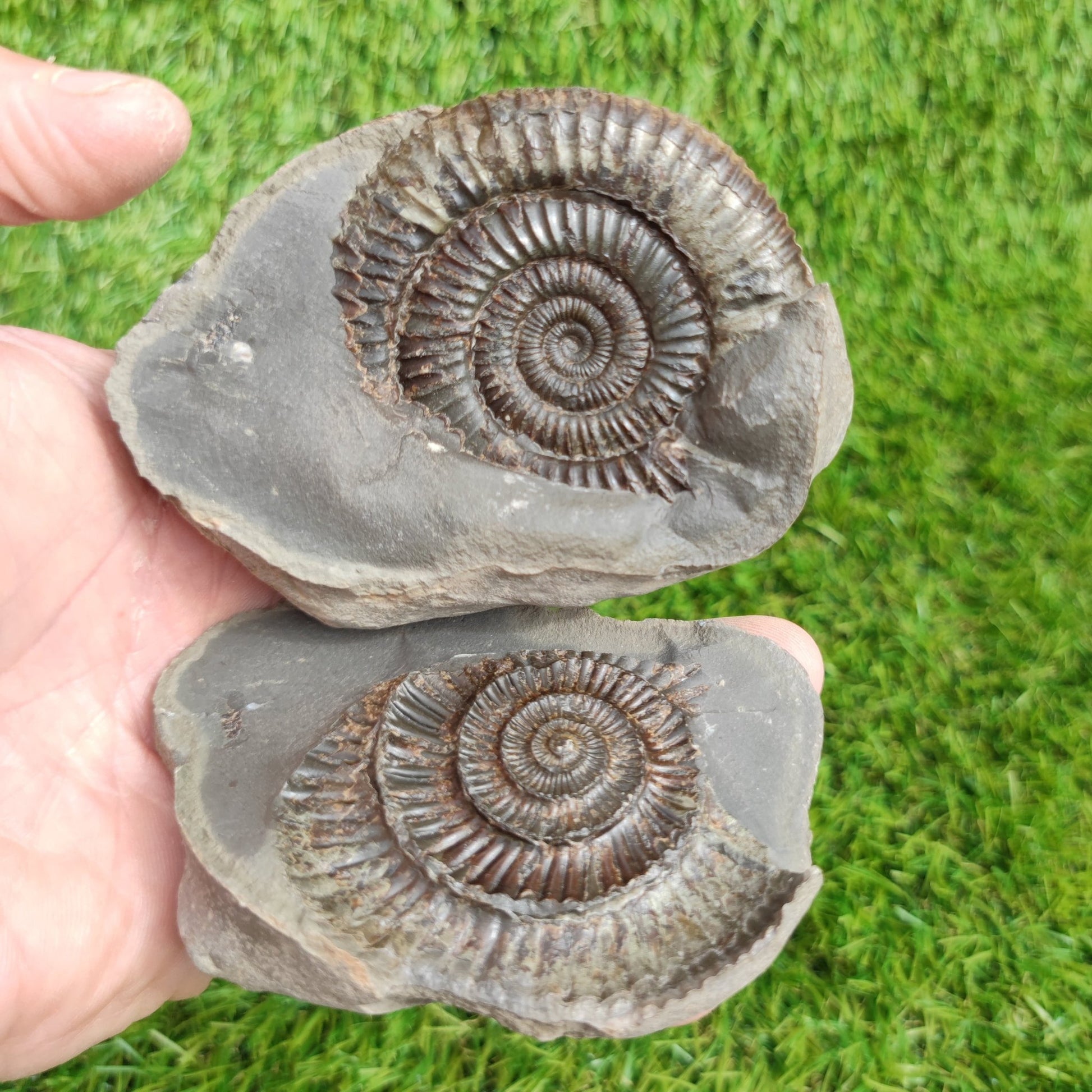 Ammonite fossil North Yorkshire Fossils split pair large - North Yorkshire Fossils