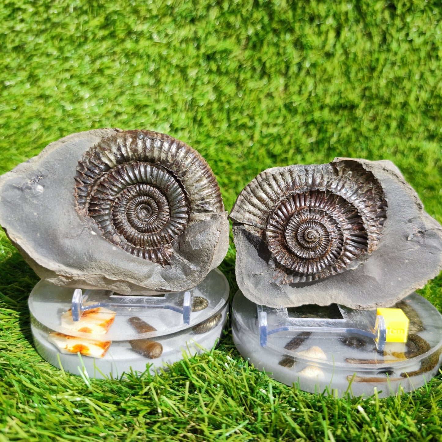 Ammonite fossil North Yorkshire Fossils split pair large - North Yorkshire Fossils