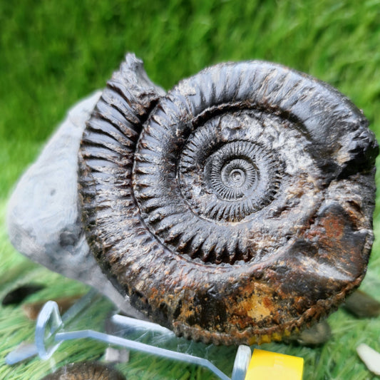 Ammonite fossil North Yorkshire Fossils with calcite crystal - North Yorkshire Fossils