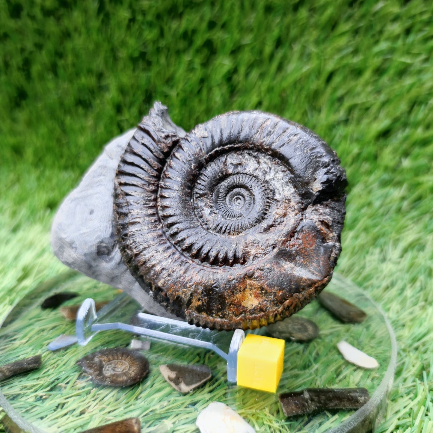 Ammonite fossil North Yorkshire Fossils with calcite crystal - North Yorkshire Fossils