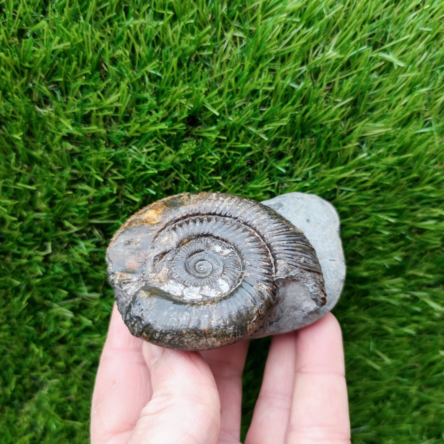 Ammonite fossil North Yorkshire Fossils with calcite crystal - North Yorkshire Fossils
