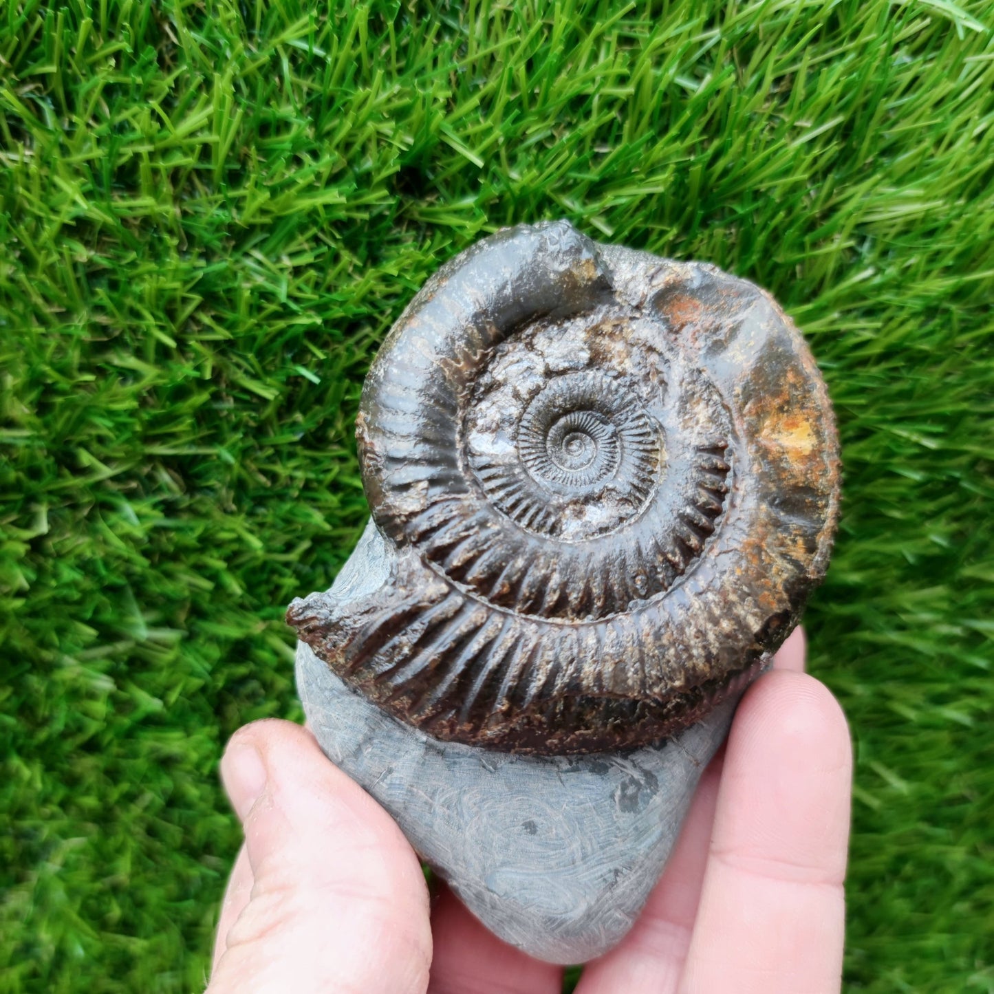 Ammonite fossil North Yorkshire Fossils with calcite crystal - North Yorkshire Fossils