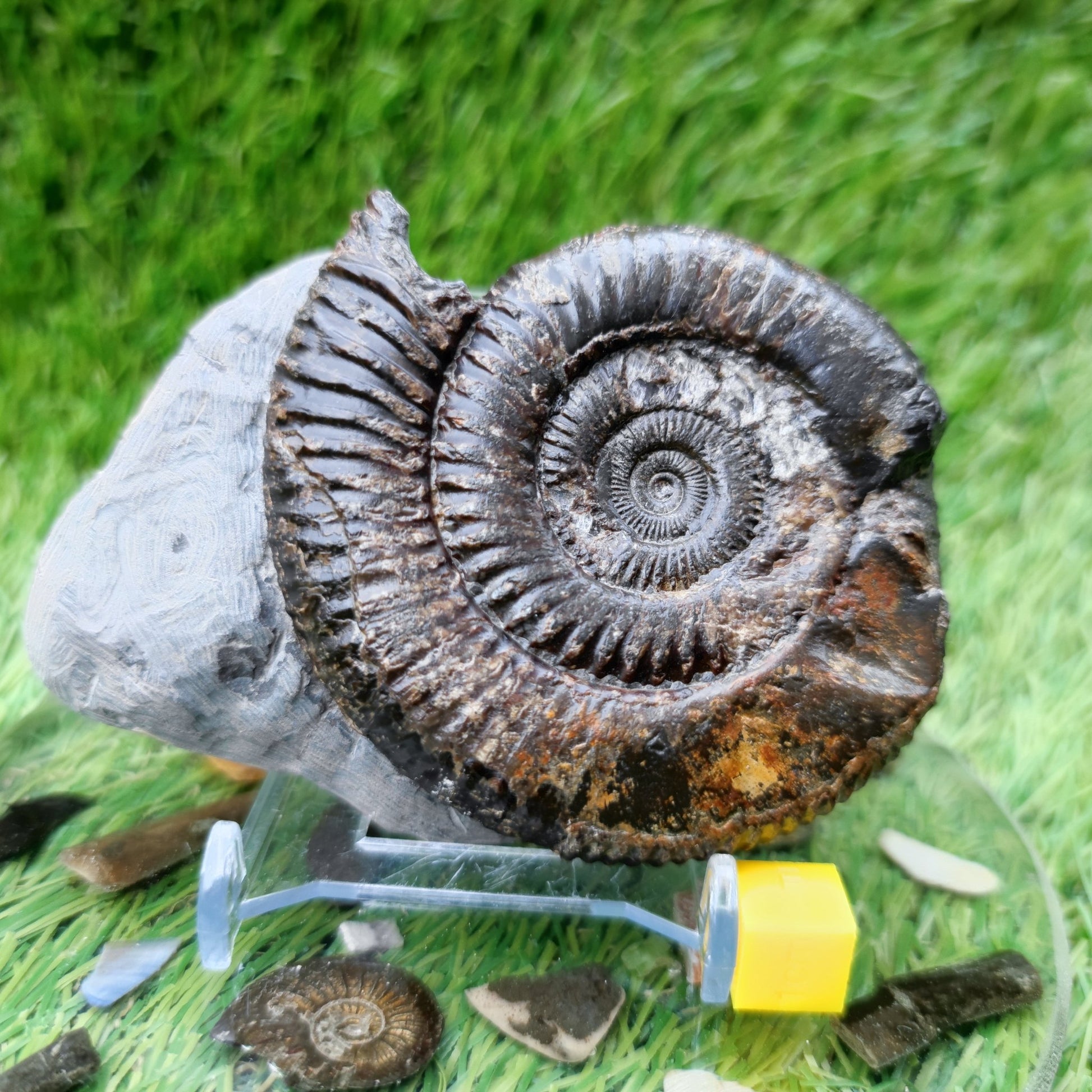 Ammonite fossil North Yorkshire Fossils with calcite crystal - North Yorkshire Fossils