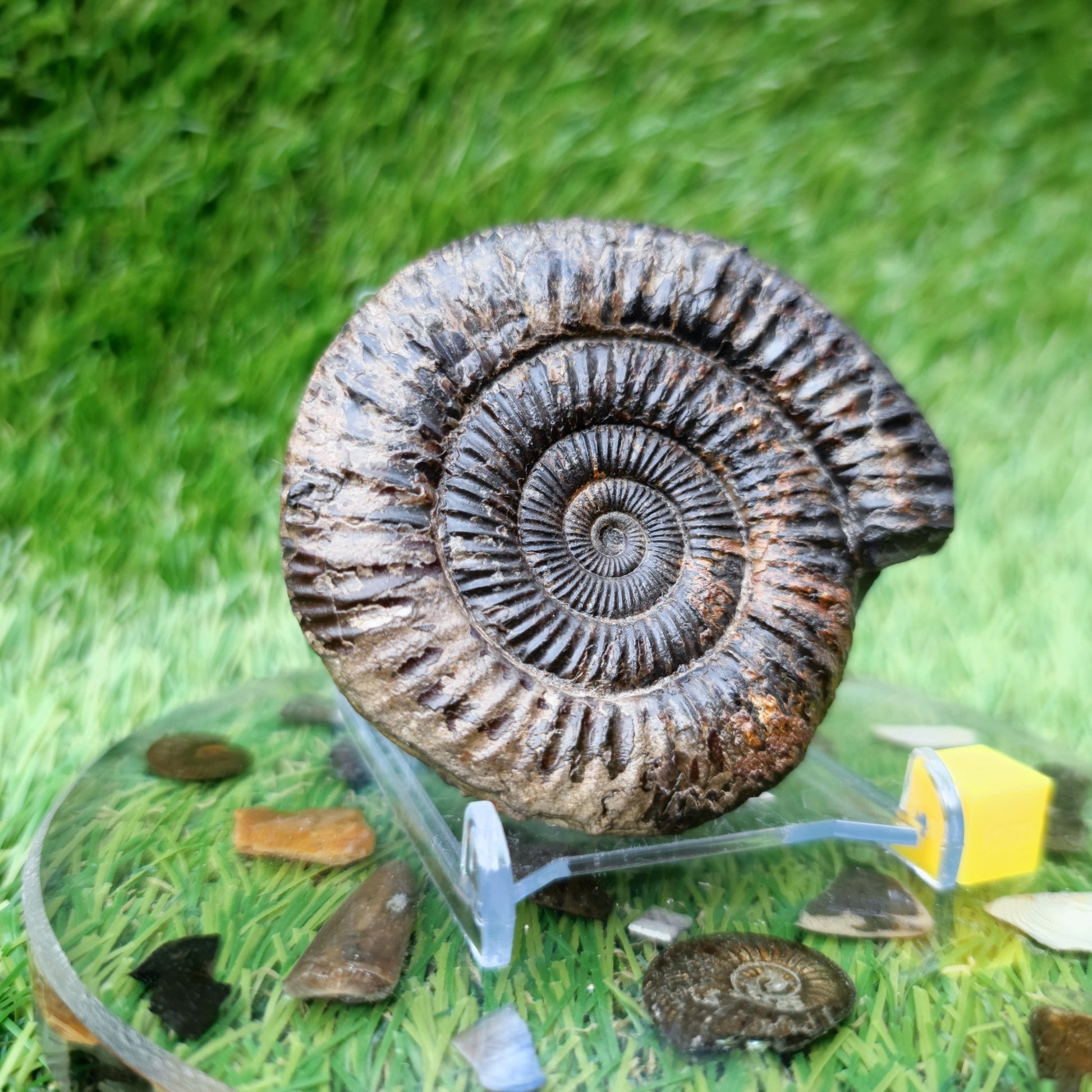 Ammonite Fossil North Yorkshire Jurassic coast - North Yorkshire Fossils
