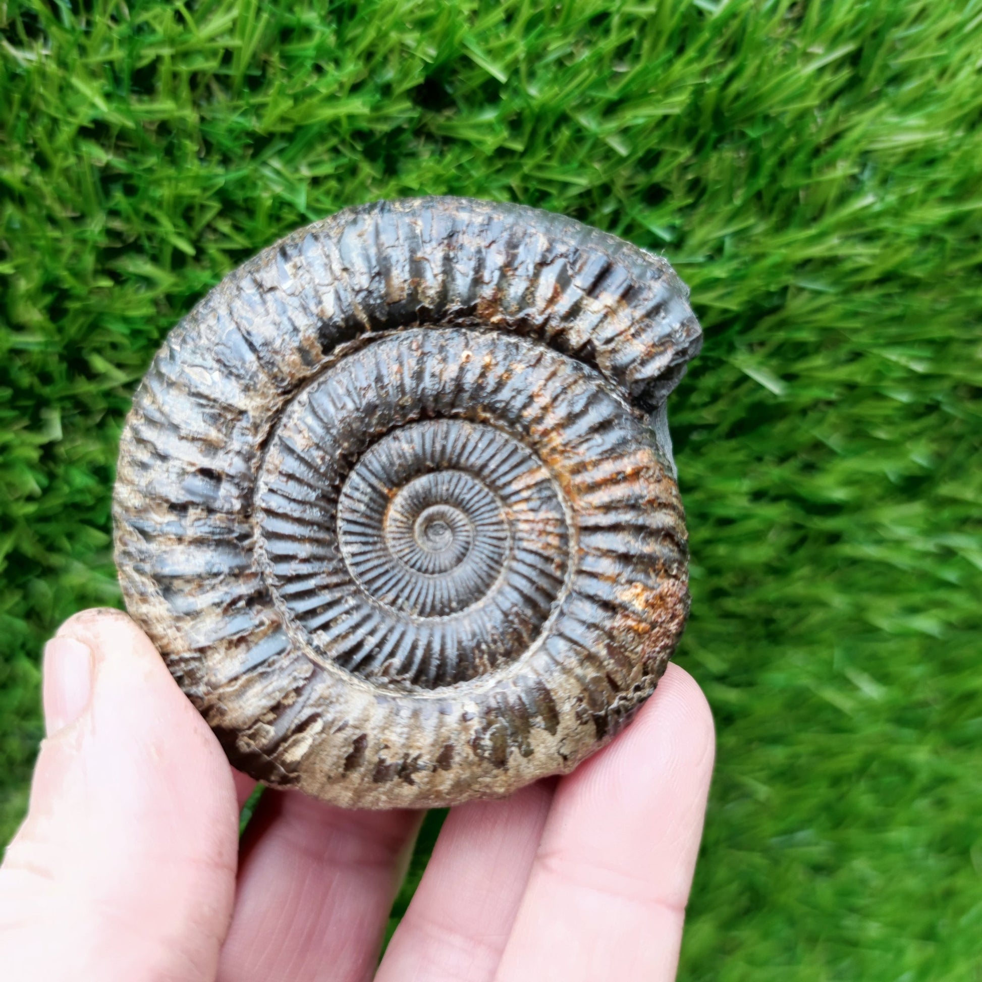 Ammonite Fossil North Yorkshire Jurassic coast - North Yorkshire Fossils
