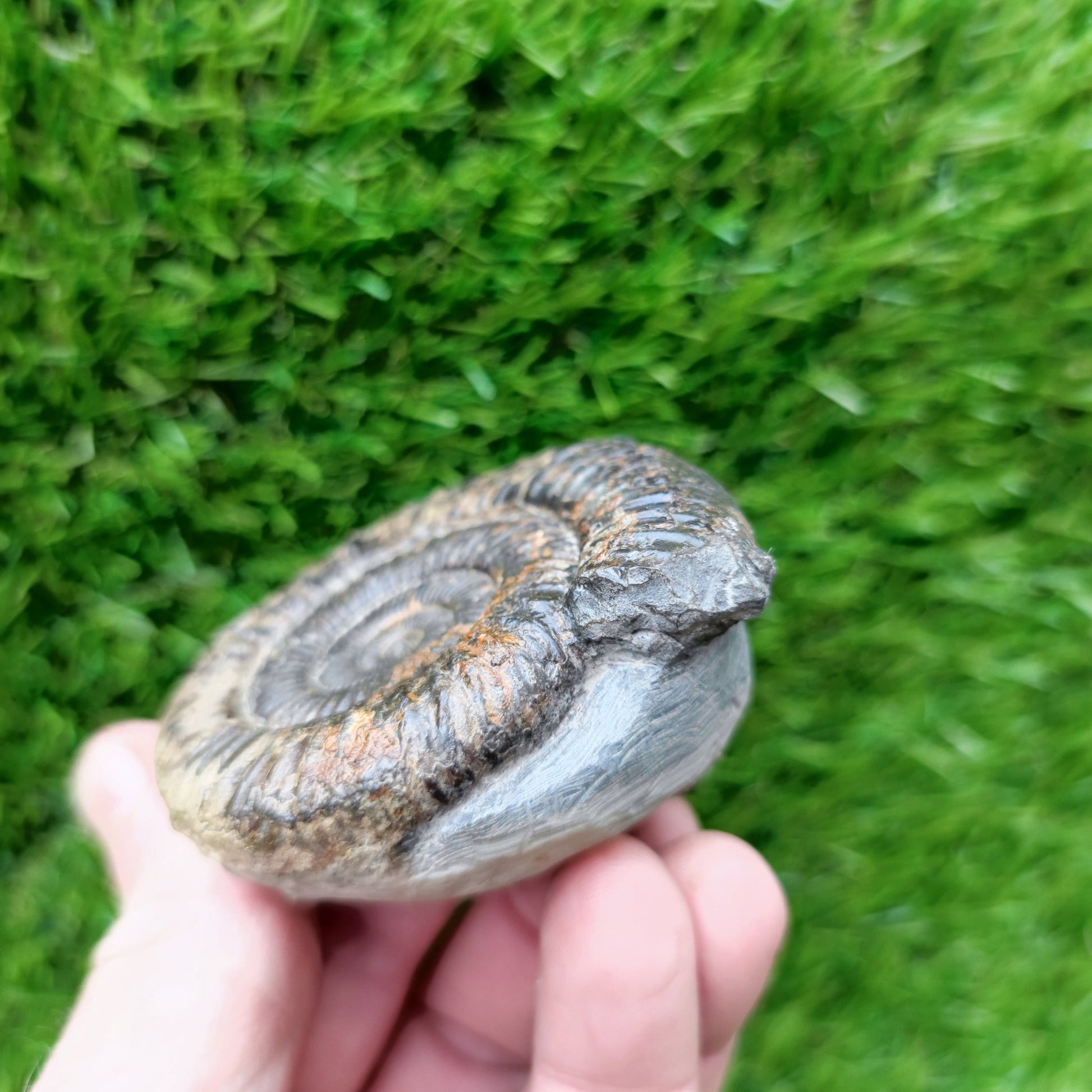 Ammonite Fossil North Yorkshire Jurassic coast - North Yorkshire Fossils