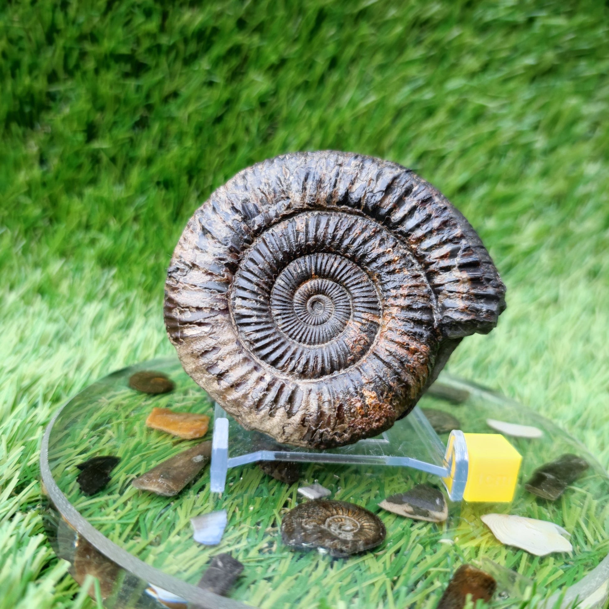 Ammonite Fossil North Yorkshire Jurassic coast - North Yorkshire Fossils