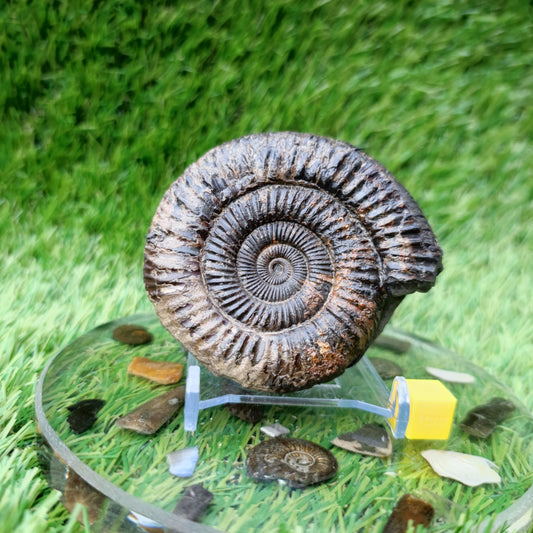 Ammonite Fossil North Yorkshire Jurassic coast - North Yorkshire Fossils