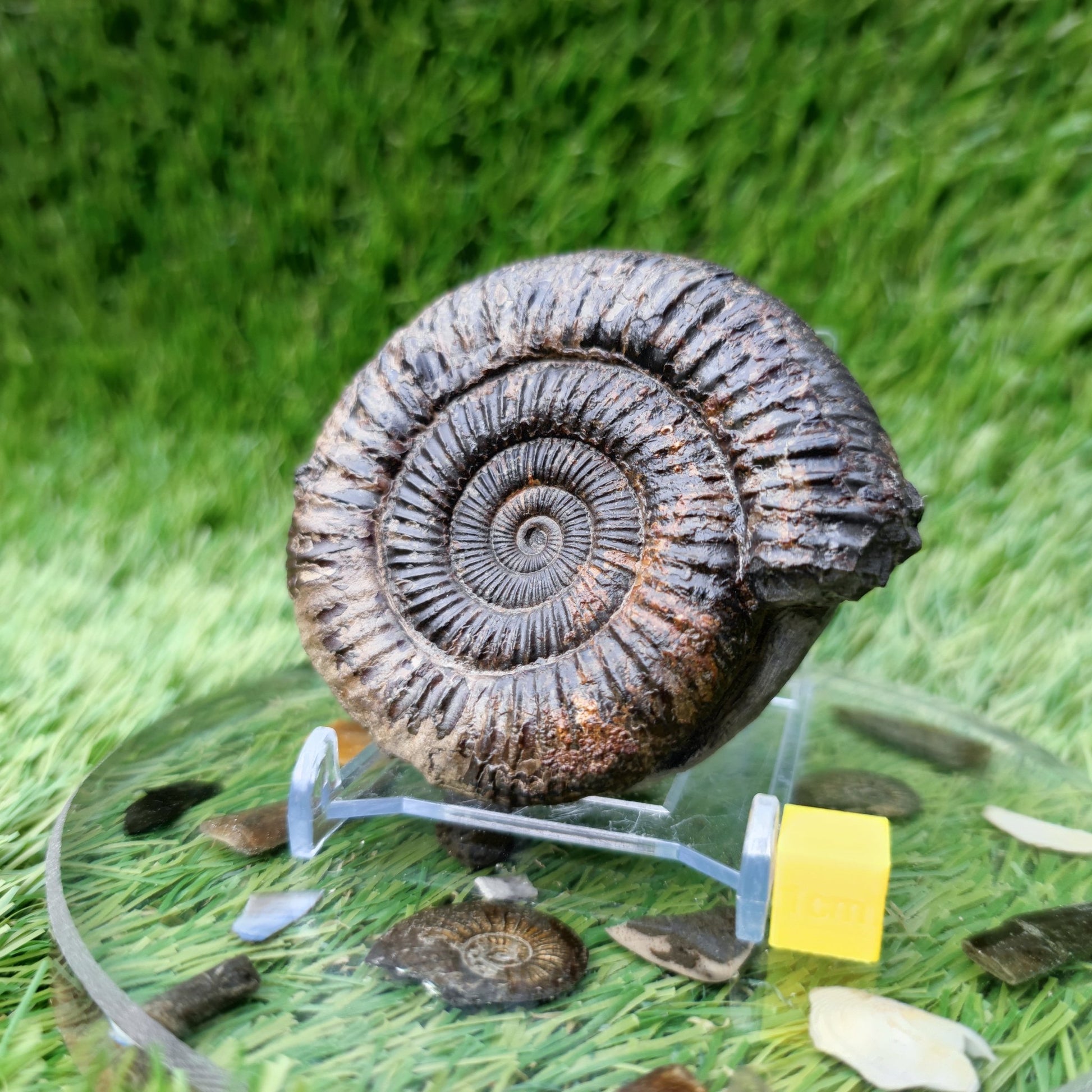Ammonite Fossil North Yorkshire Jurassic coast - North Yorkshire Fossils