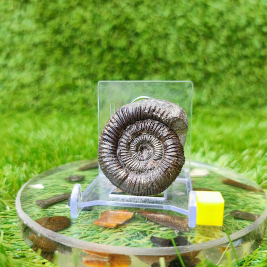 Ammonite fossil North Yorkshire UK - North Yorkshire Fossils